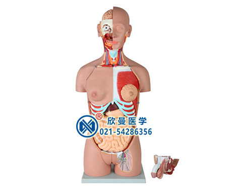 兩性軀干模型,人體內(nèi)臟器官模型