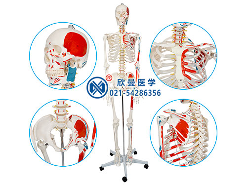 人體骨骼附肌肉起止點著色模型