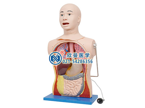 XM-BQC鼻胃插管及口腔護(hù)理模型人