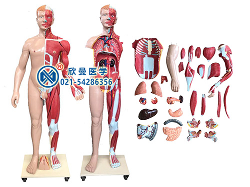 人體全身層次肌肉附內(nèi)臟解剖模型