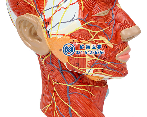 頭部正中矢狀切面附血管神經(jīng)模型(頸部血管神經(jīng))