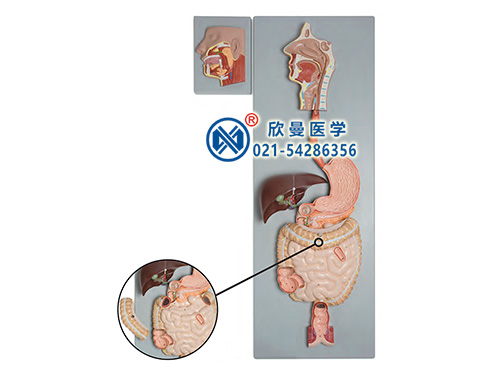 消化系統(tǒng)附腮腺模型