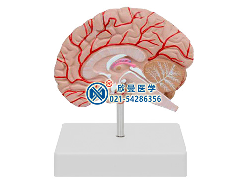 右半腦帶血管和神經(jīng)模型