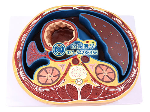 腹腔橫斷模型