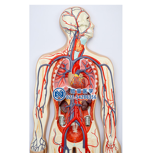 血液循環(huán)模型細節(jié)1