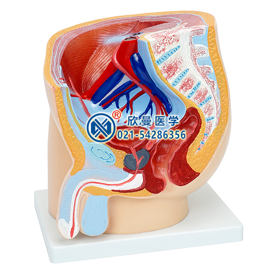 男性盆腔矢狀切面模型