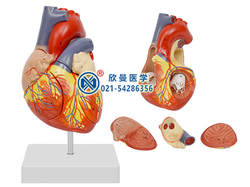 心臟解剖放大模型