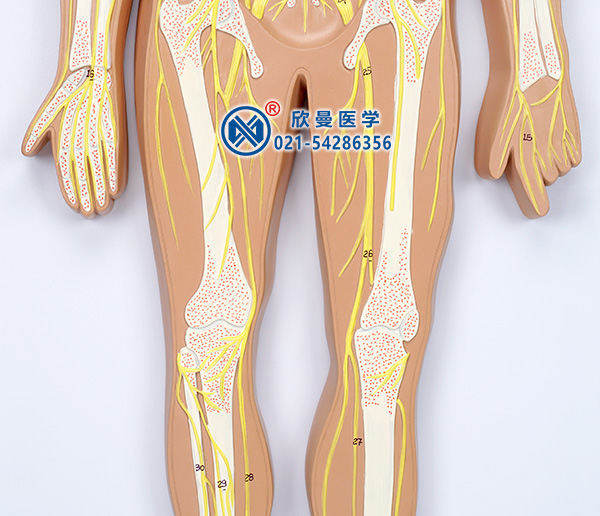 人體神經系統(tǒng)模型(下半身神經分布)