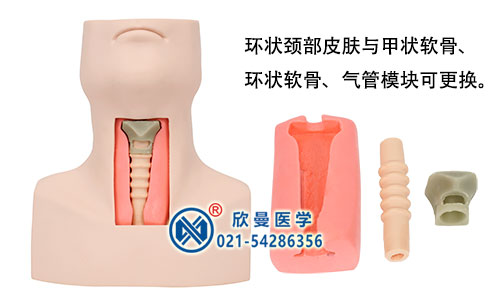 高級(jí)環(huán)甲膜穿刺及氣管切開插管模型