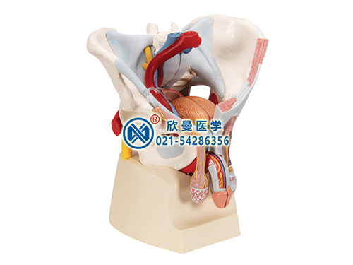 男性骨盆附盆底肌肉韌帶盆腔器官及血管神經(jīng)模型