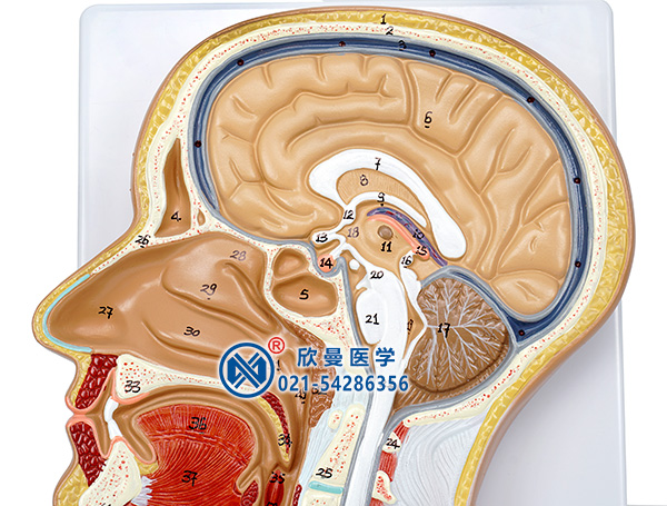 頭部正中矢狀切面模型頭部細(xì)節(jié)