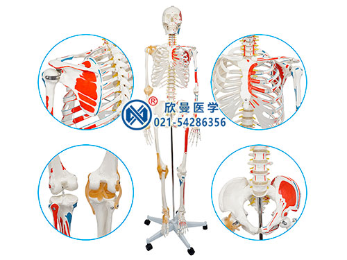 人體骨骼附半邊肌肉著色附韌帶模型