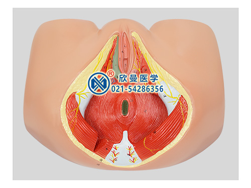 女性會陰解剖模型