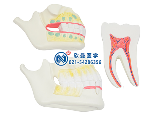 乳牙、恒牙牙列模型