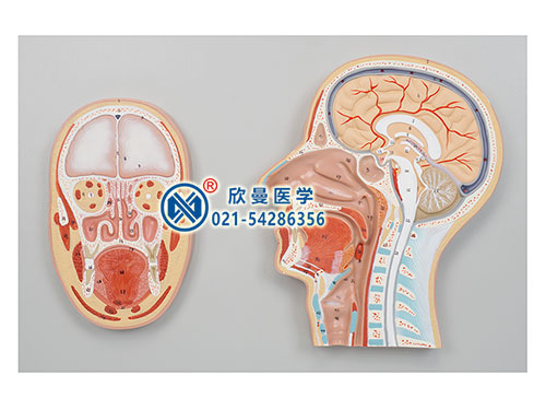 頭中部和前部斷層面模型