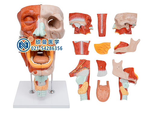 鼻口咽喉腔分解模型