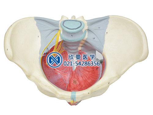 女性骨盆附盆底肌和神經(jīng)模型