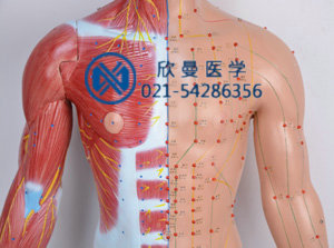 十四電動(dòng)語言針灸模型胸腹部特征