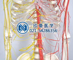 模型血管神經(jīng)分布情況