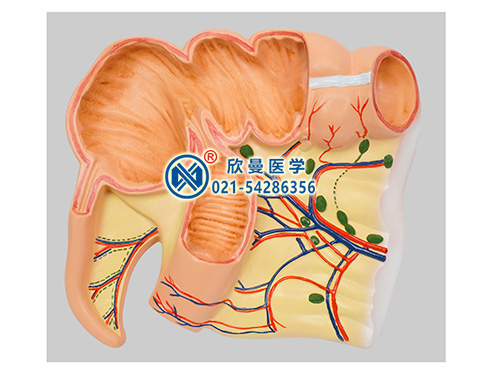盲腸闌尾放大模型