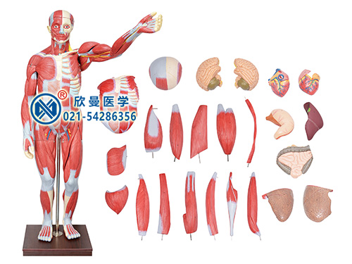 人體全身肌肉解剖附內(nèi)臟器官模型