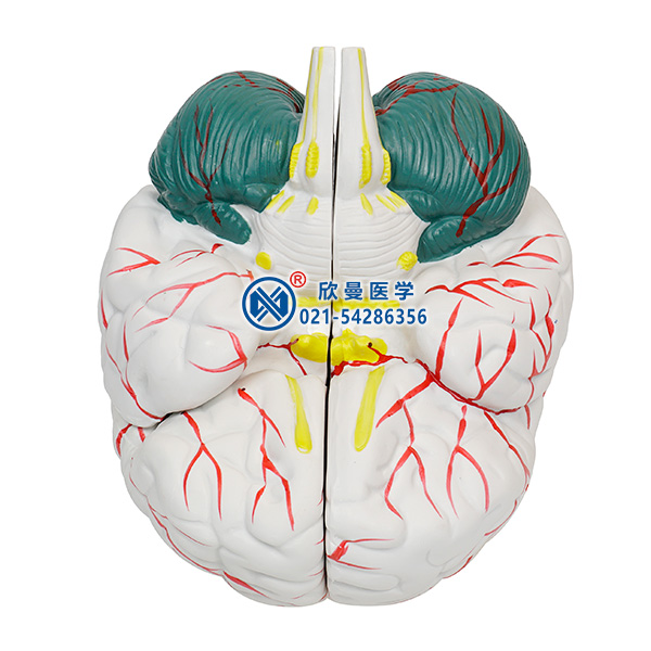 腦解剖模型整體構(gòu)造