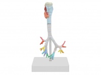 喉與氣管、支氣管樹(shù)模型（3部件）