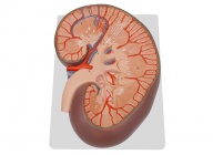腎臟剖面放大模型（放大3倍）