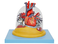 心臟與透明肺、氣管、支氣管樹(shù)模型
