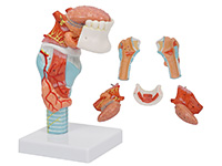 喉附舌、牙模型
