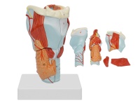 喉軟骨及喉肌解剖放大模型