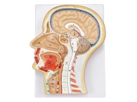 頭部、頸部局解模型