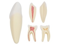 人體牙齒解剖放大模型（切牙、尖牙、磨牙模型）