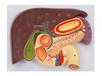 肝、膽、胰、十二指腸、胃切面模型