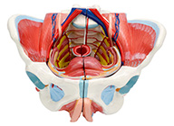 女性骨盆附生殖器官與血管神經(jīng)模型