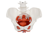 女性骨盆附盆底肌及子宮模型