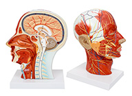 頭部正中矢狀切面附血管神經模型
