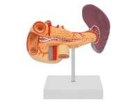 胰、十二指腸和脾模型