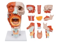 鼻、口、咽、喉腔分解模型