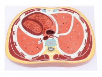 胸腔橫斷模型
