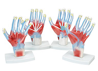 手肌解剖模型
