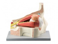 眼球與眼眶放大模型（放大5倍，11部件）