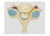 脊髓橫斷模型（第五頸椎附脊髓和脊神經放大模型）