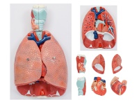 喉、心、肺解剖模型（呼吸系統(tǒng)模型）