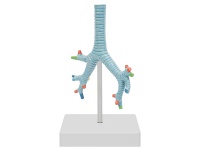 氣管、支氣管及肺段支氣管模型