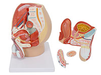 男性盆腔矢狀切面模型（4部件）